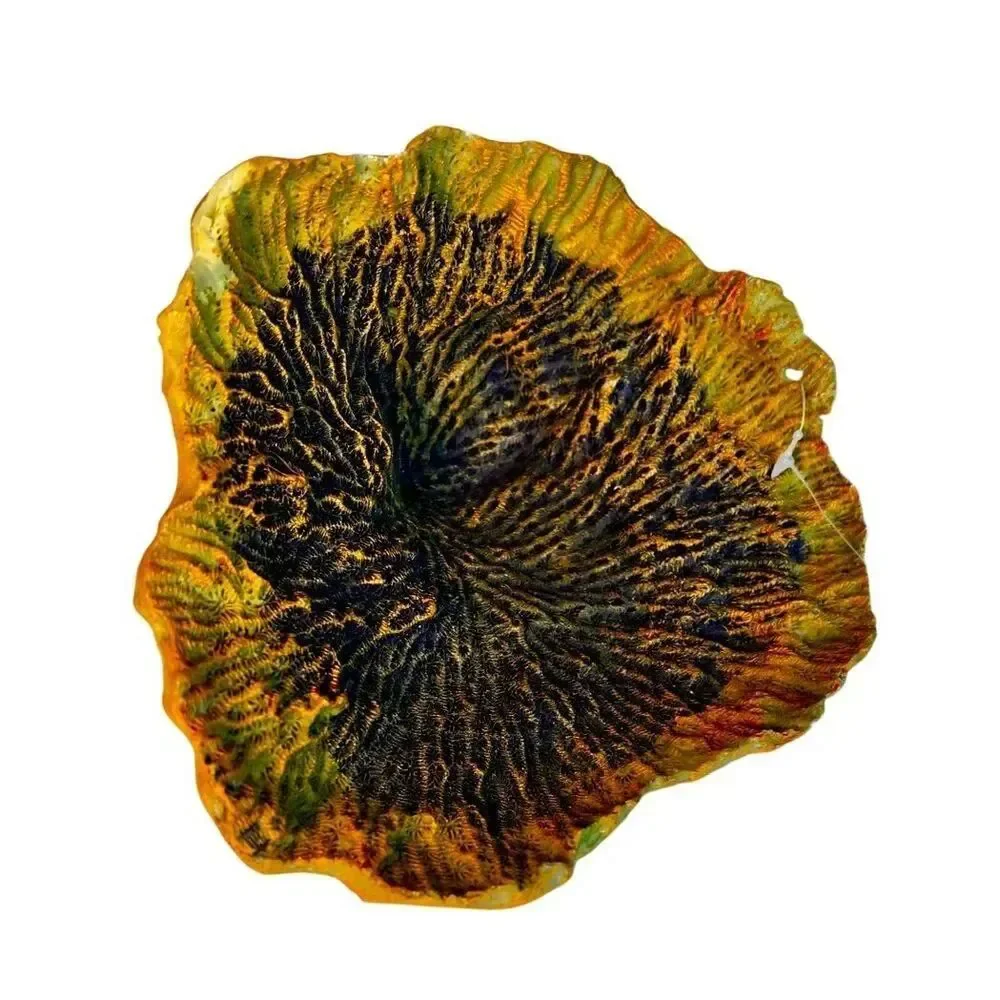 National Geographic Brand Artificial Plate Coral Fish Aquarium Decor New W/Tags